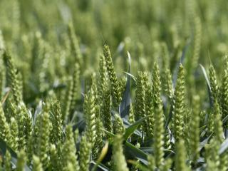 A crop of wheat