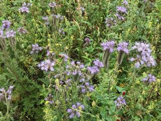 Cover crops