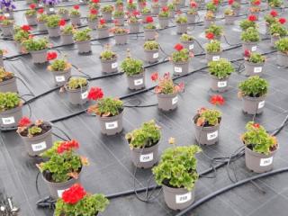 A growing media trial at NIAB