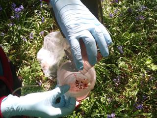 Precision monitoring - filtering RIGA trap