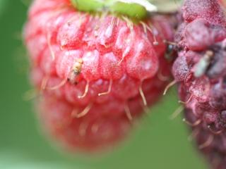 Raspberries being assessed for attractiveness to SWD (Washington State University)
