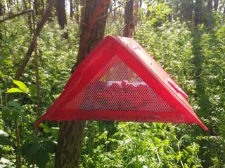 Precision monitoring Sentinel Fruit Trap in woodland