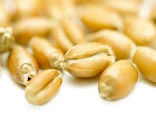 Testing wheat seed