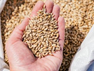 Seed sampling