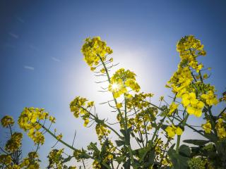 Oilseed rape variety choice