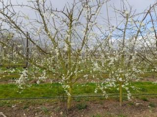 A single row of fan-trained plums