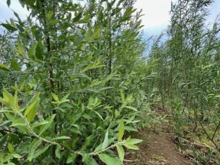 Biomass open day  21 January 2026
