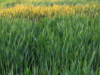 Yellow rust in the field