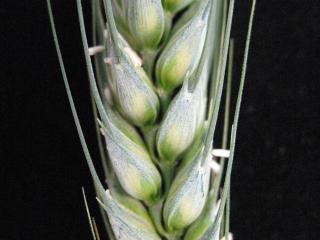 NIAB crop physiology research