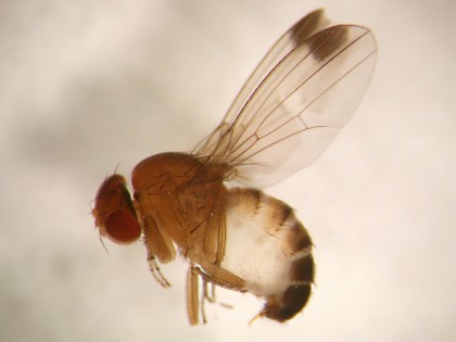 Adult male spotted wing drosophila with characteristic spots on its wings