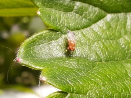 Spotted wing drosophilia on a leaf