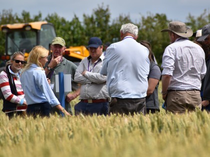 NIAB staff member talking to farmers in a wheat field at a NIAB Open Day