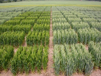 Contrasting winter wheat ear-rows