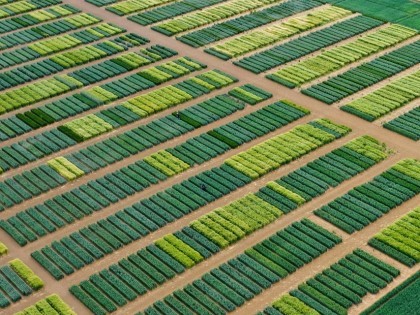 Winter cereal DUS trials at NIAB Park Farm on the outskirts of Cambridge