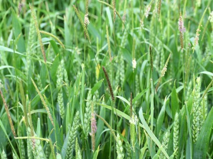 Black-grass in wheat