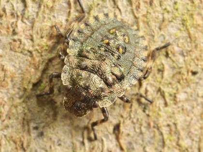 2nd instar nymphs are camouflaged on tree bark copyright Jonathan Michaelson