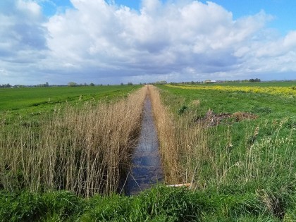 Fenladn landscape