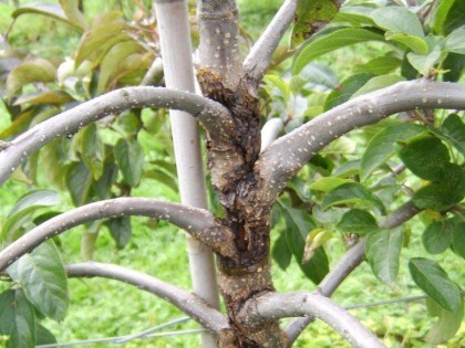 Typical canker damager causing death to an apple tree