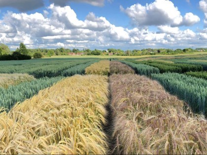 View of differing cereal plots