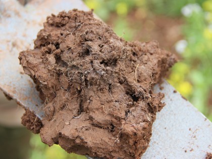 Soil sample on a spade
