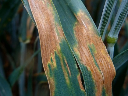 Septoria on a wheat leaf