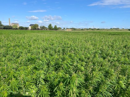 Industrial Hemp