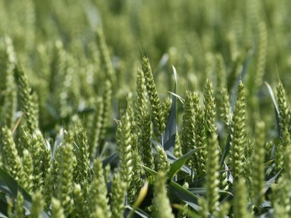 Wheat growing in a field