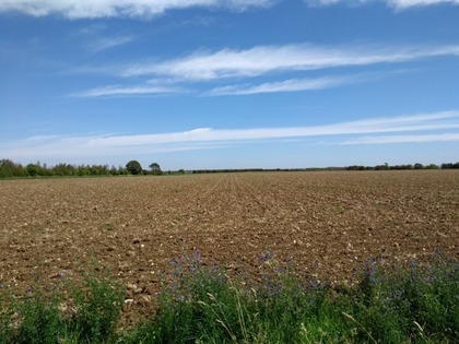 A bare fallow just starting to green up near Cambridge at the end of July 2020.