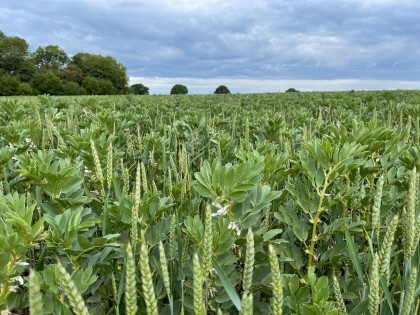 Winter wheat and field beans bi-cropping. Image by John Pawsey.
