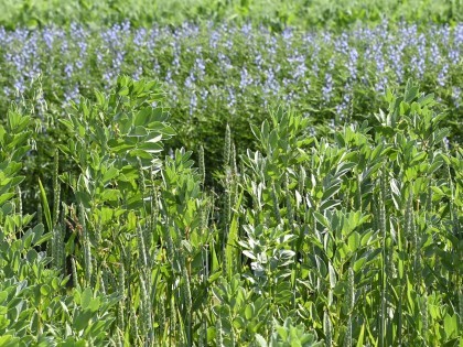 Examples of bicropping and alternative crops showcased on the NIAB stand at the 2023 Cereals Event.