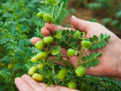 Chickpeas (Image from shutterstock.com)