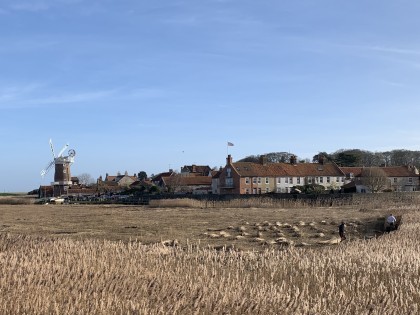 Harvesting reeds for thatching at Cley, Norfolk