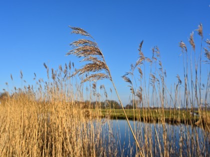 Common reed and fenland landscape