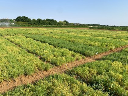 Lentil trial at NIAB