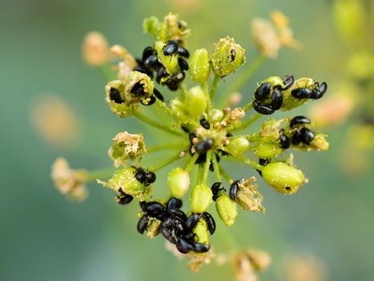 Pollen beetles damaging spring rape racemes (Alan Dewar)