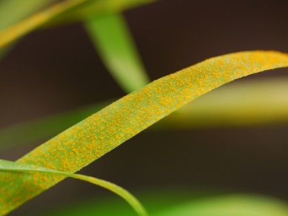 Yellow rust on a wheat leaf