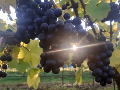 Sun shining through grapes on a vine at NIAB's East Malling site, Kent