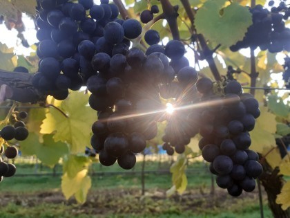 Sun shining through grapes on a vine at NIAB's East Malling site, Kent