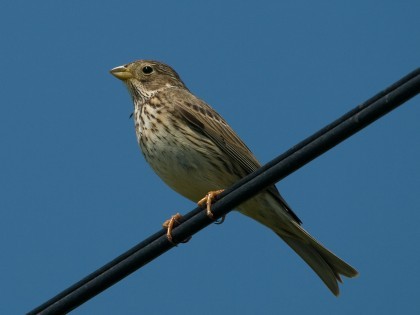 Corn bunting perched on wire (Photo by Will George https://www.flickr.com/photos/runnerwill/)
