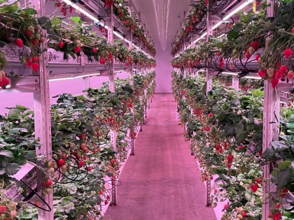 Strawberries growing in a vertical farming unit