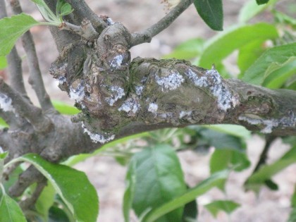Research into control of woolly apple aphid forms part of NIAB’s Tree Fruit technical webinar event