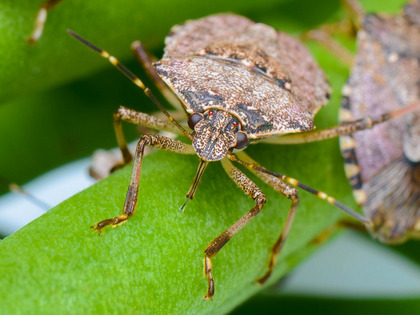 A brown marmorated stink bug on a green leaf.