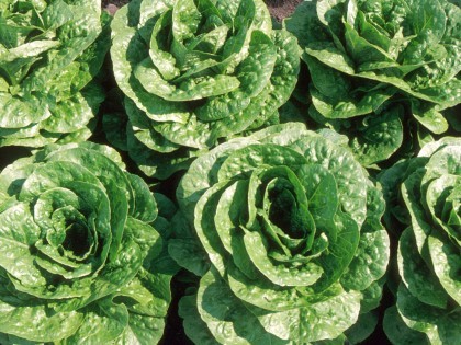 Lettuces