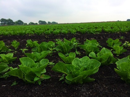 High value lettuce crop growing on drained lowland peat soil. Photo by Ross Morrison.