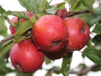 Apples growing on a tree