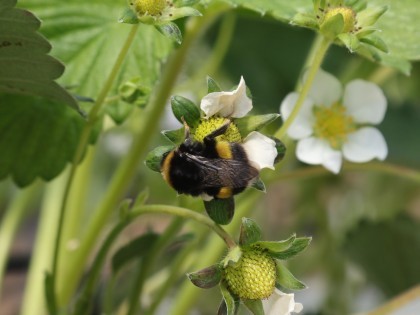 Bumblebee on strawberry plant at NIAB