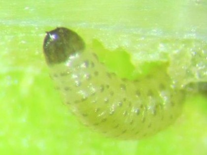 Larval cabbage stem flea beetle