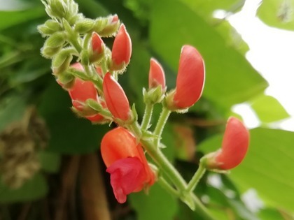 Phaseolus coccineus G35361-2