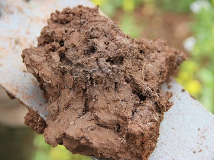 A section of soil displayed on a spade