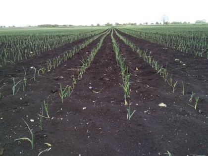 Leeks in fenland soil